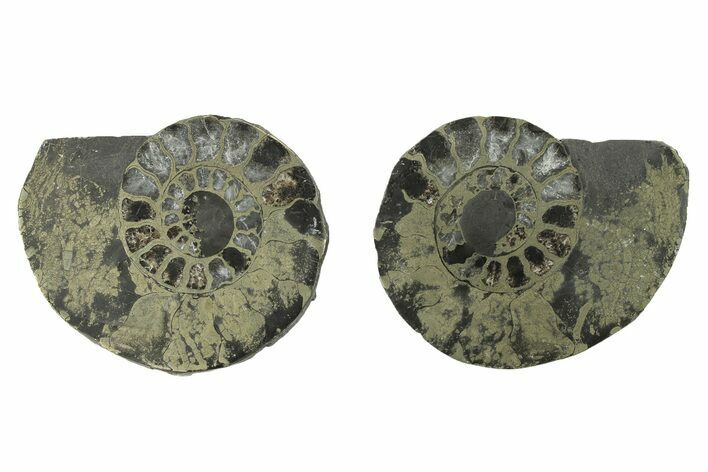 Pyritized Cut Ammonite Fossil Pair - Morocco #276680